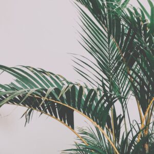 Badkamerplant